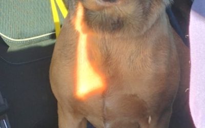Milo