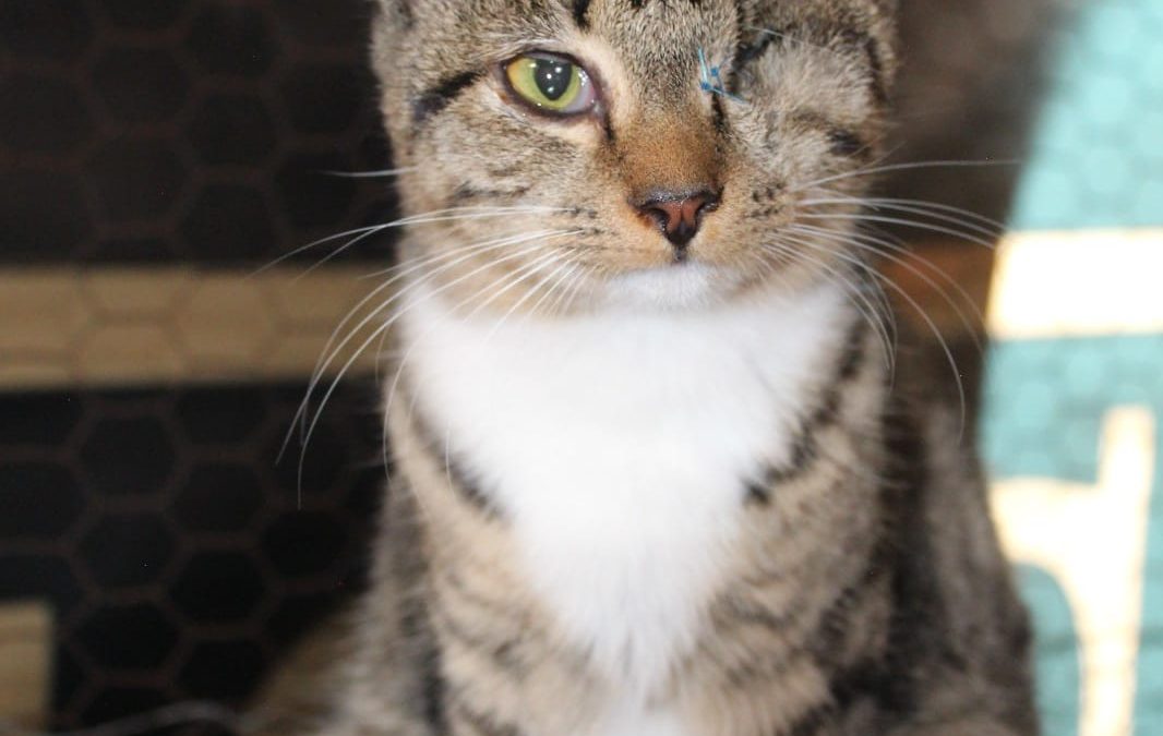 Tabby