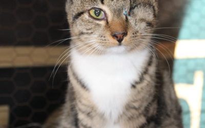 Tabby